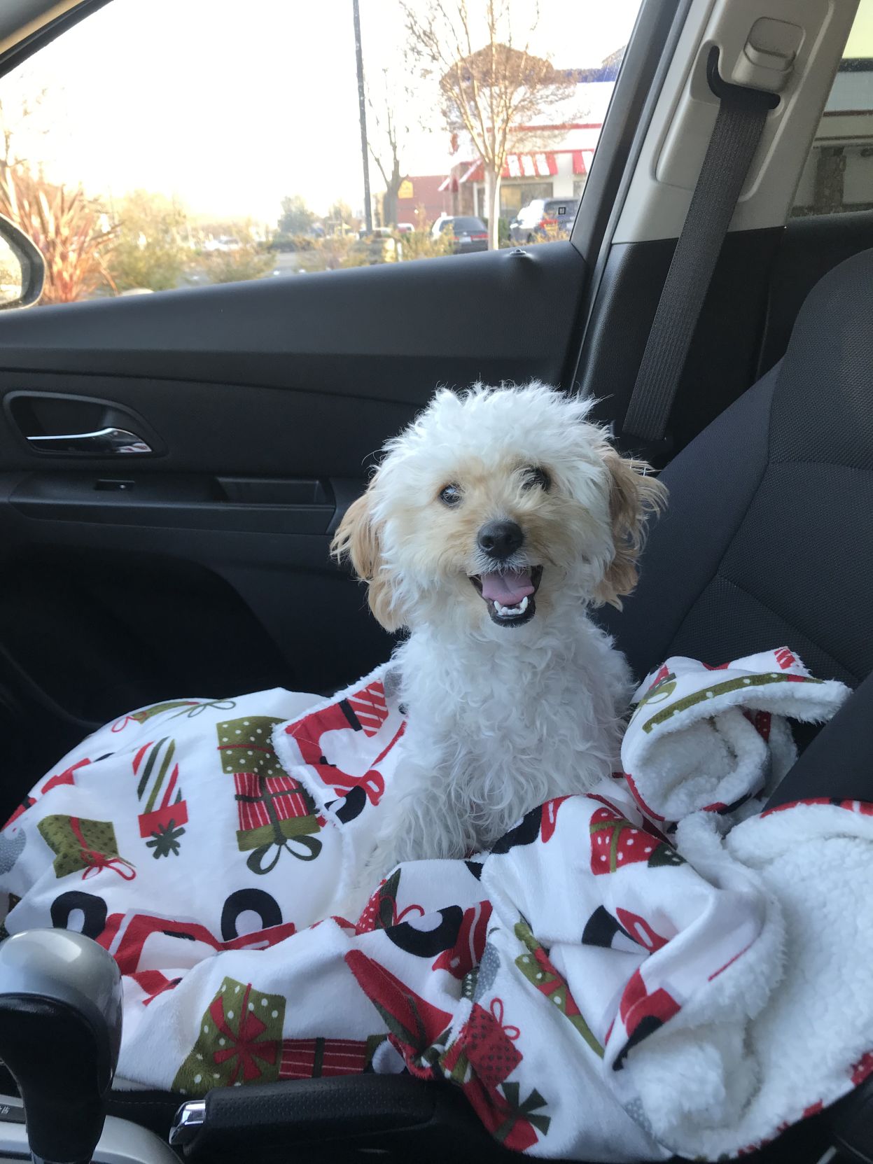Piper